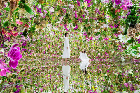 More Than Half of Visitors to teamLab Planets in Toyosu, Tokyo Now Come From Overseas. Starting in March, Artworks Featuring Cherry Blossoms That Bloom Across the Space Will Be on View for the Spring Season Only