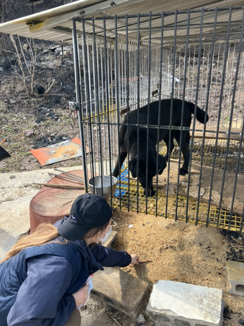 산불피해 반려동물에게 자원봉사자가 간식을 주고 있다