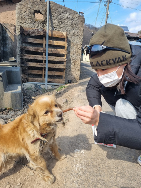산불피해 반려동물에게 자원봉사자가 간식을 주고 있다