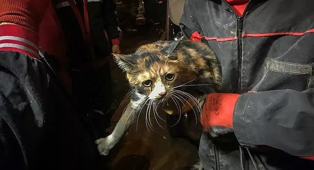 튀르키예 지진 현장에서 하이탑(HAYTAP) 활동가가 고양이를 구조하고 있다